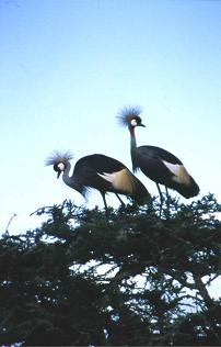 Kraanvogels