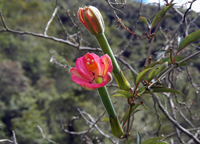 Derde dag Inca Trail