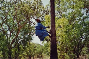palmnoten plukken in de bush