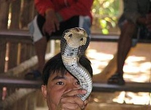 Reptielenshow in de snakefram