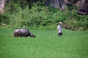 Een boer op de akkers bij Yangshuo