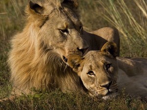 Leeuwen in Krugerpark