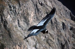 Condor