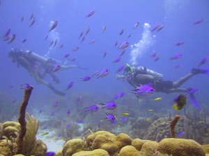 duiken op koraalrif