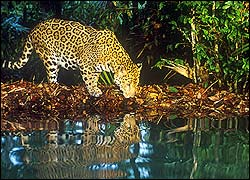 jaguars in vrijheid