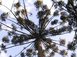 De eigenaardige Auracariasboom