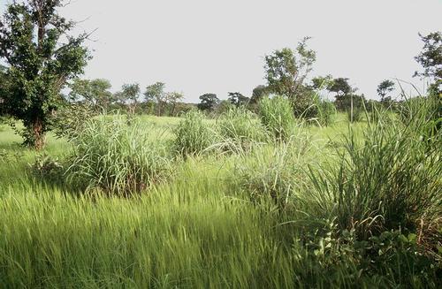 Burkina Faso Savanneklimaat