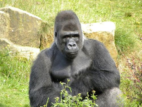 Westelijke laagland gorilla Centraal-Afrikaanse Republiek