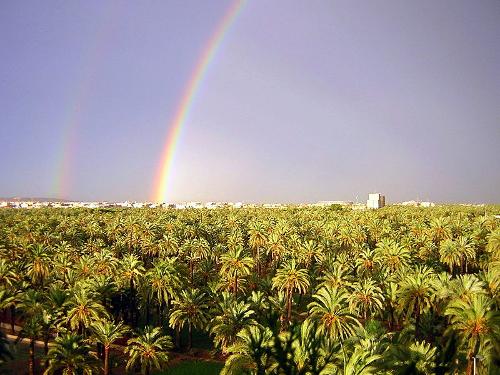 Palmentuin Elche, Costa Blanca