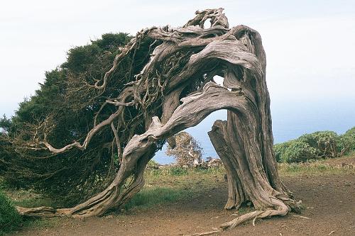Jeneverbes El Hierro