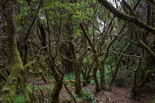 Fayal, El Hierro