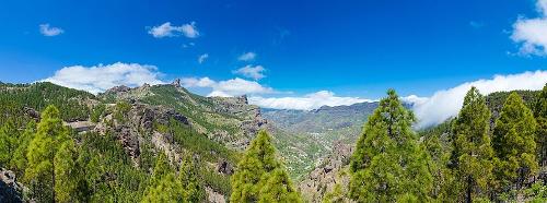 Herbebossing met Canarische Pijnbomen, Gran Canaria