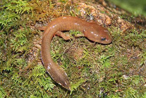 Pacifische reuzensalamander, Verenigde Staten
