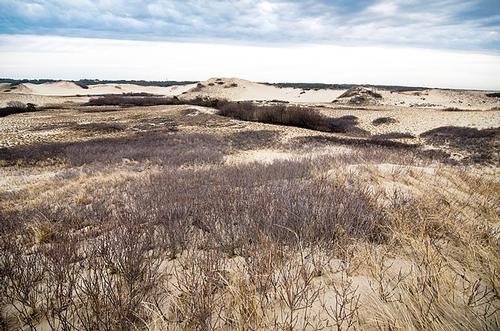 Zanderig Cape Cod