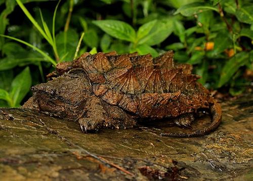 Alligatorschildpad