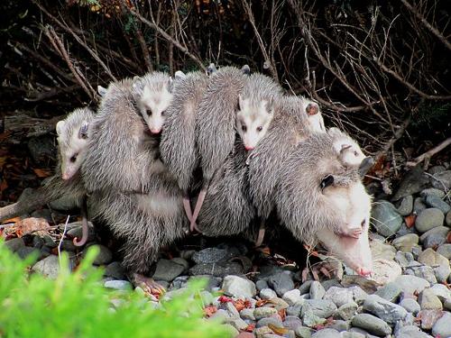 Virginiaanse opossum