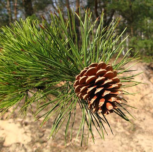 Pekden of Pinus rigida