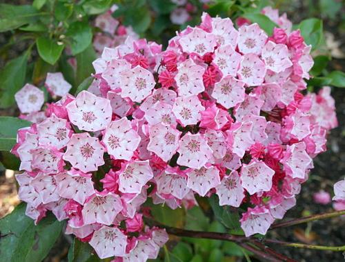 Bloemen van de heester breedbladige lepelboom