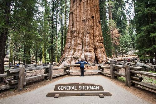 Generaal Sherman Sequoia Tree, Verenigde Staten