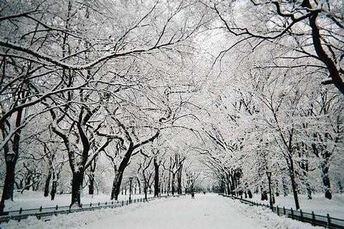 Central park in New York in de sneeuw Central park in New York in de sneeuw